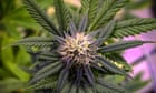 medicinal-cannabis:-the-hype-is-strong,-but-the-evidence-is-weak