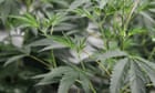 jersey-grants-licence-to-harvest-hemp-flowers-for-cbd-oil