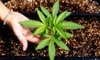 cannabis-expected-to-be-legalised-in-australian-capital-territory-for-personal-use