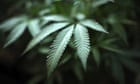 cannabis-based-drug-for-childhood-epilepsy-approved-for-use-in-uk