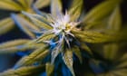 greg-hunt-‘concerned’-about-legalisation-of-cannabis-but-no-plans-to-override-act-law