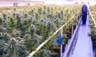 medical-cannabis-trial-will-target-20,000-uk-patients