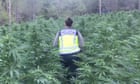 spanish-police-find-vast-cannabis-plantations-hidden-deep-in-forests
