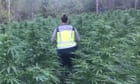 cannabis-plantations-discovered-by-police-in-spain-– video