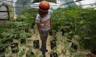 malawi-legalises-cannabis-amid-hopes-of-fresh-economic-growth