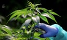 uk-cannabis-firm-bought-by-us-based-fund-in-multimillion-pound-deal