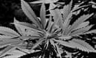 commando-squad-cracks-down-on-california-pot-farmers-–-archive,-24-july-1985