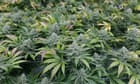 study-links-cannabis-use-during-pregnancy-to-autism-risk