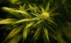 gone-to-pot:-new-zealand-cools-on-legalising-cannabis