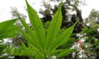 new-zealand-medical-association-changes-cannabis-stance-days-before-vote