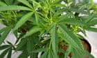 new-zealand-narrowly-votes-no-to-legalising-cannabis-in-referendum
