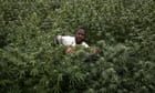 reefer-gladness-as-un-reclassifies-cannabis-as-less-dangerous-drug
