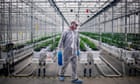 canadian-cannabis-firms-tilray-and-aphria-reveal-2.8bn-merger
